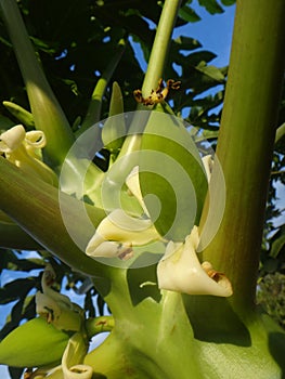Papaya plant with fruits and flower
