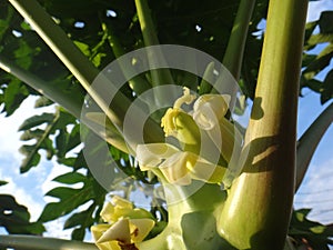 Papaya plant with fruits and flower