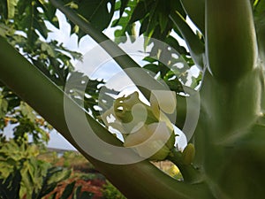 Papaya plant with fruits and flower