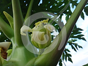 Papaya plant with fruits and flower