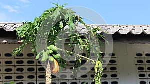 Papaya plant stand alone in windy day