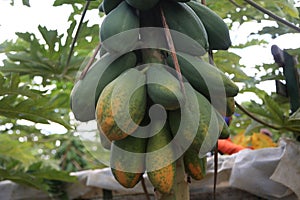 papaya plantation in Bahia