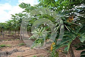 papaya plantation in Bahia