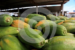 papaya plantation in Bahia