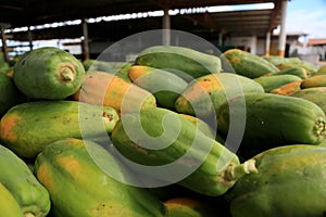 papaya plantation in Bahia