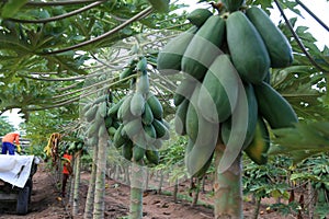 papaya plantation in Bahia