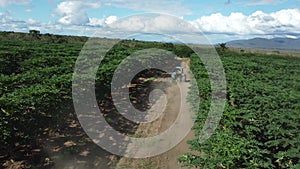 papaya plantation in Bahia