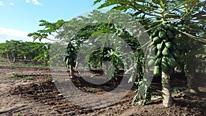 papaya plantation in Bahia