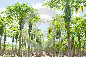 Papaya plantations.