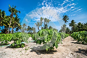 Papaya plantations on tropical island