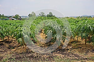 Papaya planting farm, weed control by post emergence herbicide photo