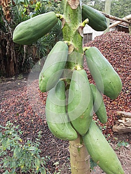 Papaya plants photo