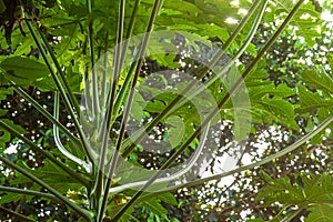 Papaya plants that are in bloom and have fruit ovules, fresh green leaves with a clear sky background