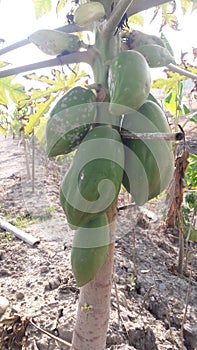 Papaya plants at Manipur