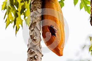 Papaya ripened on the tree was punctured.