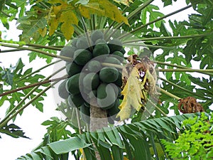 Papaya ripens in the Philippines