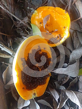Papaya seed picture jpeg texture