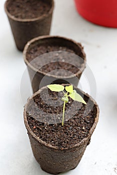 Papaya Seedling True Leaves in Biodegradable Pot, Peat Coconut Soil