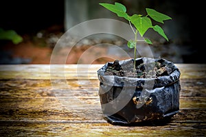 Papaya seedlings in the black bag, ready to grow, in the garden background. Dark tone