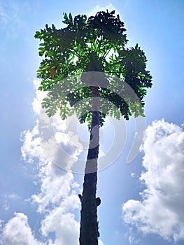 Papaya in the sun light