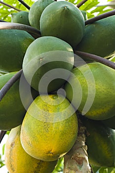 Papaya Tree