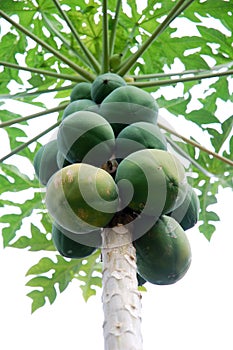 Papaya tree photo
