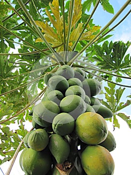 Papaya Tree