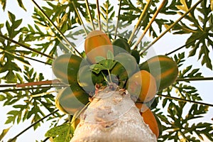 Papaya tree