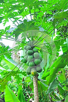 Papaya tree