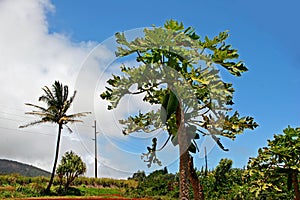 Papaya Tree