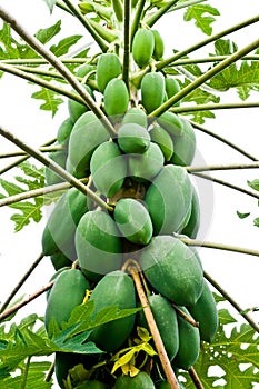 Papaya Tree