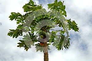 Papaya tree