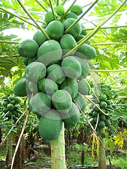 Papaya tree