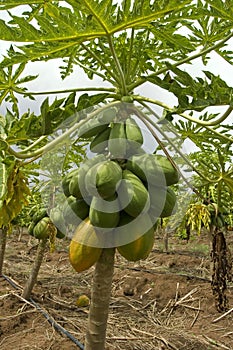Papaya tree