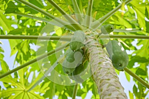 Papaya tree