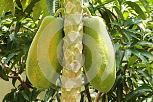 Papaya Tree