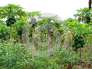 Papaya tree