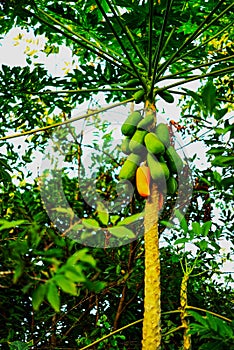 papaya tree