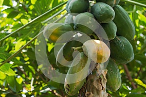 Papaya tree