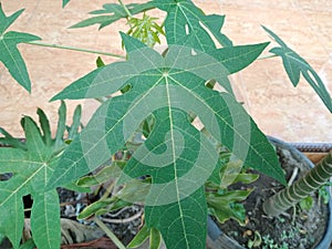 the papaya tree but also as a source of medicinal properties in various traditional remedies.