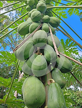papaya tree that bears abundant fruit photo