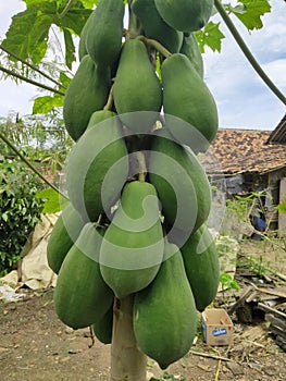 Papaya tree bears fruit