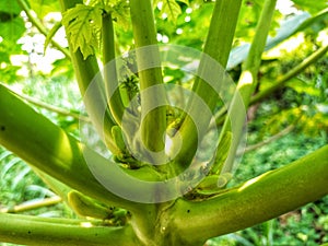 Papaya tree in bloom in the sun