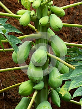 papaya tree with a bunch of green fruits in rural area