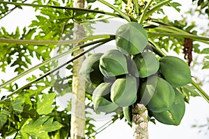 Papaya on the tree - Carica papaya