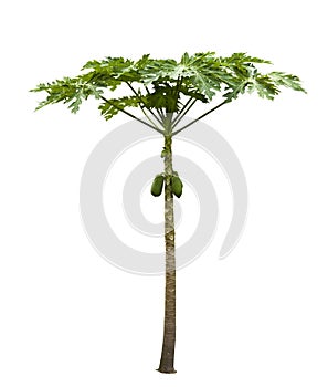 Papaya tree (Carica papaya) isolated on white