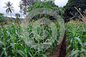 Papaya tree at corn field