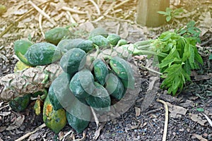 Papaya tree falling from the wind force, fruitful .