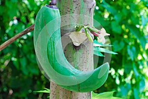 Papaya tree with flower and fruit