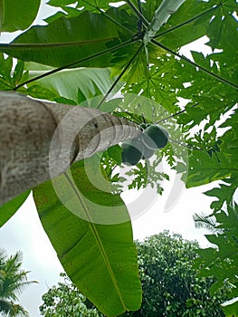 Papaya tree in the form of a single, wet upright trunk with a leaf umbrella at the end, can grow as high as 270 - 900 cm